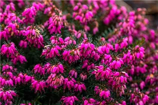 Erica carnea 'Eva' - Schneeheide 'Eva'