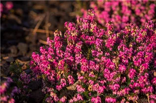 Erica carnea 'Eva' - Schneeheide 'Eva'