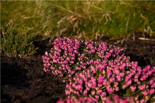 Erica carnea 'Eva' - Schneeheide 'Eva'