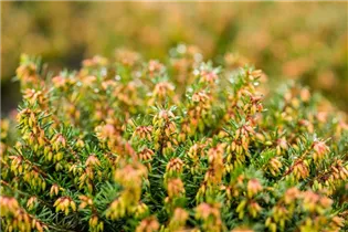 Erica carnea 'Eva' - Schneeheide 'Eva'