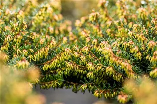 Erica carnea 'Eva' - Schneeheide 'Eva'