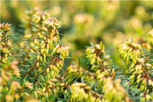 Erica carnea 'Eva' - Schneeheide 'Eva'