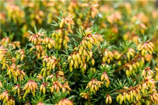 Erica carnea 'Eva' - Schneeheide 'Eva'