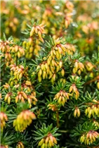 Erica carnea 'Eva' - Schneeheide 'Eva'