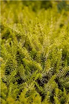 Erica carnea 'Golden Starlet' - Schneeheide 'Golden Starlet'