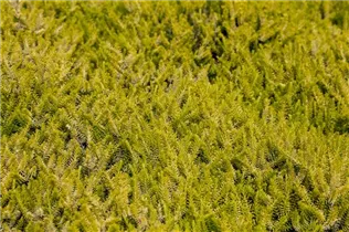Erica carnea 'Golden Starlet' - Schneeheide 'Golden Starlet'