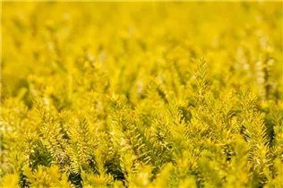 Erica carnea 'Golden Starlet' - Schneeheide 'Golden Starlet'