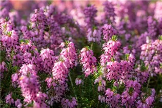 Erica carnea 'Martin' - Schneeheide 'Martin'