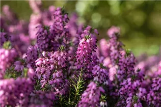 Erica carnea 'Martin' - Schneeheide 'Martin'