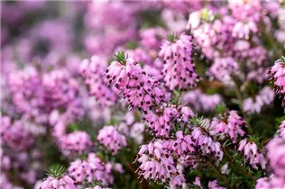 Erica carnea 'Martin' - Schneeheide 'Martin'