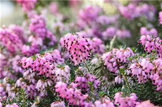 Erica carnea 'Martin' - Schneeheide 'Martin'