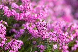 Erica carnea 'Martin' - Schneeheide 'Martin'