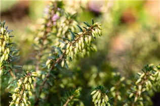 Erica carnea 'Memory' - Schneeheide 'Memory'