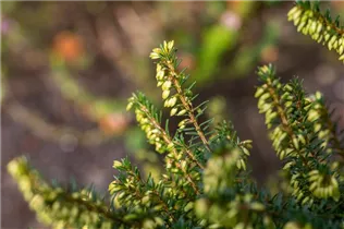 Erica carnea 'Memory' - Schneeheide 'Memory'