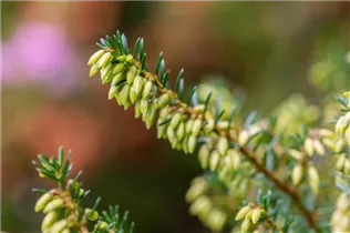 Erica carnea 'Memory' - Schneeheide 'Memory'