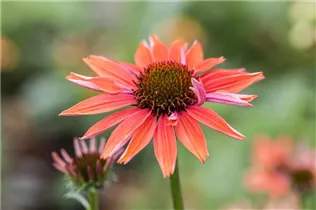 Echinacea purpurea 'Sundown'® - Garten-Scheinsonnenhut 'Sundown'