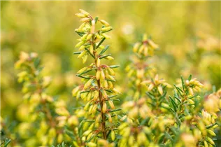 Erica carnea 'Rosalie' - Schneeheide 'Rosalie'