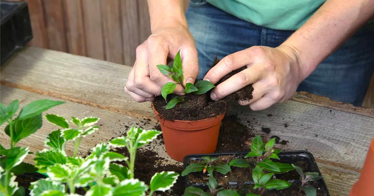  - Fuchsien - Stecklinge Umtopfen