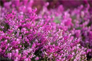 Erica carnea 'Rosalie' - Schneeheide 'Rosalie'