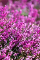 Erica carnea 'Rosalie' - Schneeheide 'Rosalie'