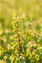 Erica carnea 'Rosalie' - Schneeheide 'Rosalie'