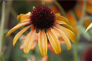 Echinacea purpurea 'Tangerine Dream'® - Garten-Scheinsonnenhut 'Tangerine Dream'®