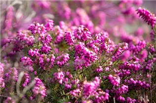 Erica carnea 'Thomas Kingscote' - Schneeheide 'Thomas Kingscote'