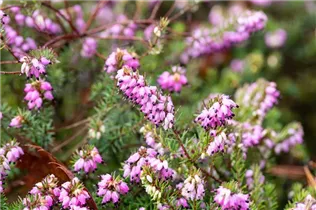 Erica carnea 'Thomas Kingscote' - Schneeheide 'Thomas Kingscote'