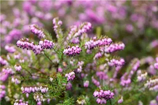 Erica carnea 'Thomas Kingscote' - Schneeheide 'Thomas Kingscote'
