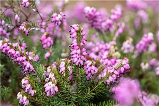 Erica carnea 'Thomas Kingscote' - Schneeheide 'Thomas Kingscote'