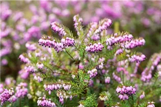 Erica carnea 'Thomas Kingscote' - Schneeheide 'Thomas Kingscote'