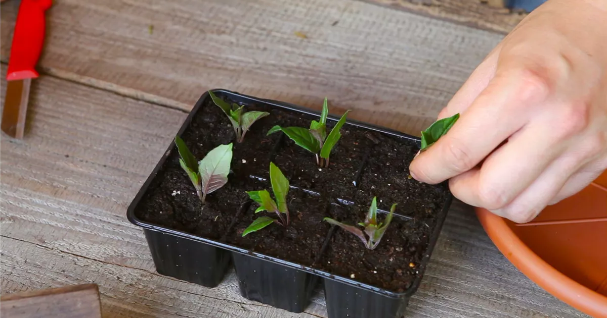  - Fuchsien - Vermehren durch Stecklinge