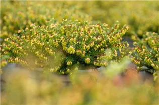 Erica carnea 'Winterfreude' - Schneeheide 'Winterfreude'