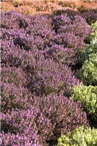 Erica carnea 'Winterfreude' - Schneeheide 'Winterfreude'