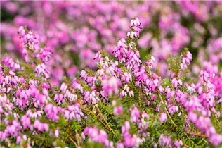 Erica carnea 'Winterfreude' - Schneeheide 'Winterfreude'