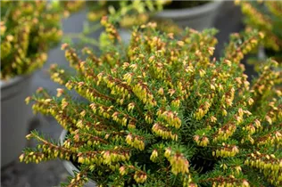 Erica carnea 'Winterfreude' - Schneeheide 'Winterfreude'