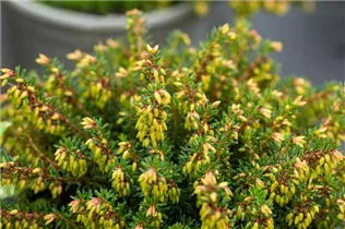 Erica carnea 'Winterfreude' - Schneeheide 'Winterfreude'
