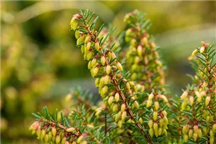 Erica carnea 'Winterfreude' - Schneeheide 'Winterfreude'