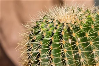 Echinocactus grusonii - Schwiegermuttersessel