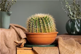 Echinocactus grusonii - Schwiegermuttersessel