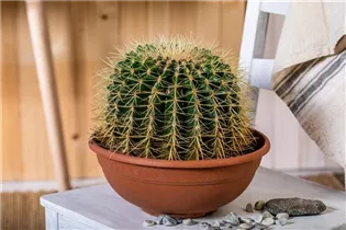 Echinocactus grusonii - Schwiegermuttersessel