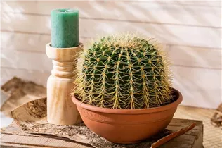 Echinocactus grusonii - Schwiegermuttersessel