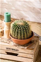 Echinocactus grusonii - Schwiegermuttersessel