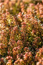 Erica carnea 'Wintersonne' - Schneeheide 'Wintersonne'