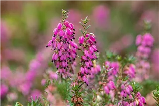 Erica carnea 'Wintersonne' - Schneeheide 'Wintersonne'