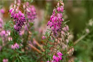 Erica carnea 'Wintersonne' - Schneeheide 'Wintersonne'