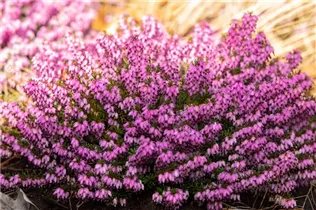 Erica carnea 'Wintersonne' - Schneeheide 'Wintersonne'