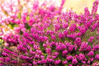 Erica carnea 'Wintersonne' - Schneeheide 'Wintersonne'