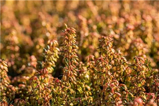 Erica carnea 'Wintersonne' - Schneeheide 'Wintersonne'