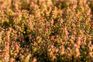 Erica carnea 'Wintersonne' - Schneeheide 'Wintersonne'